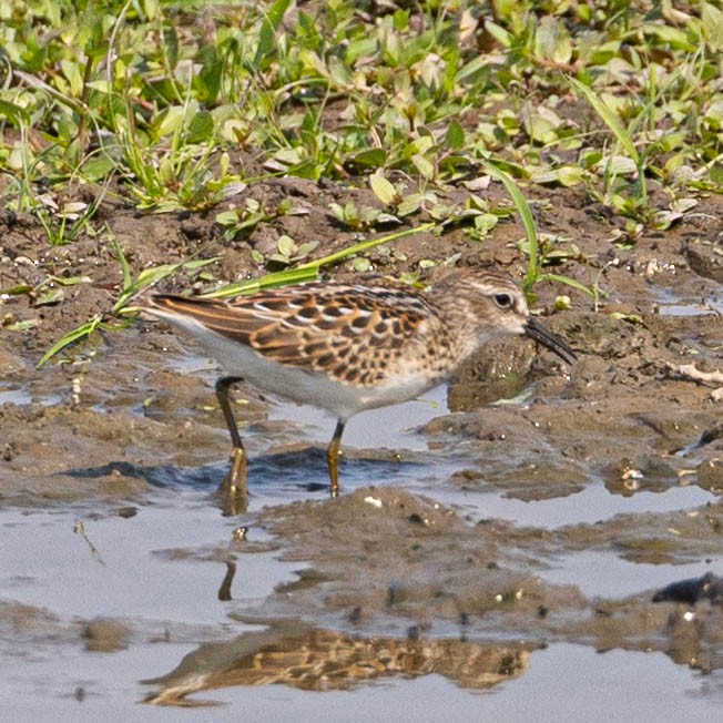 Least Sandpiper - ML622275846