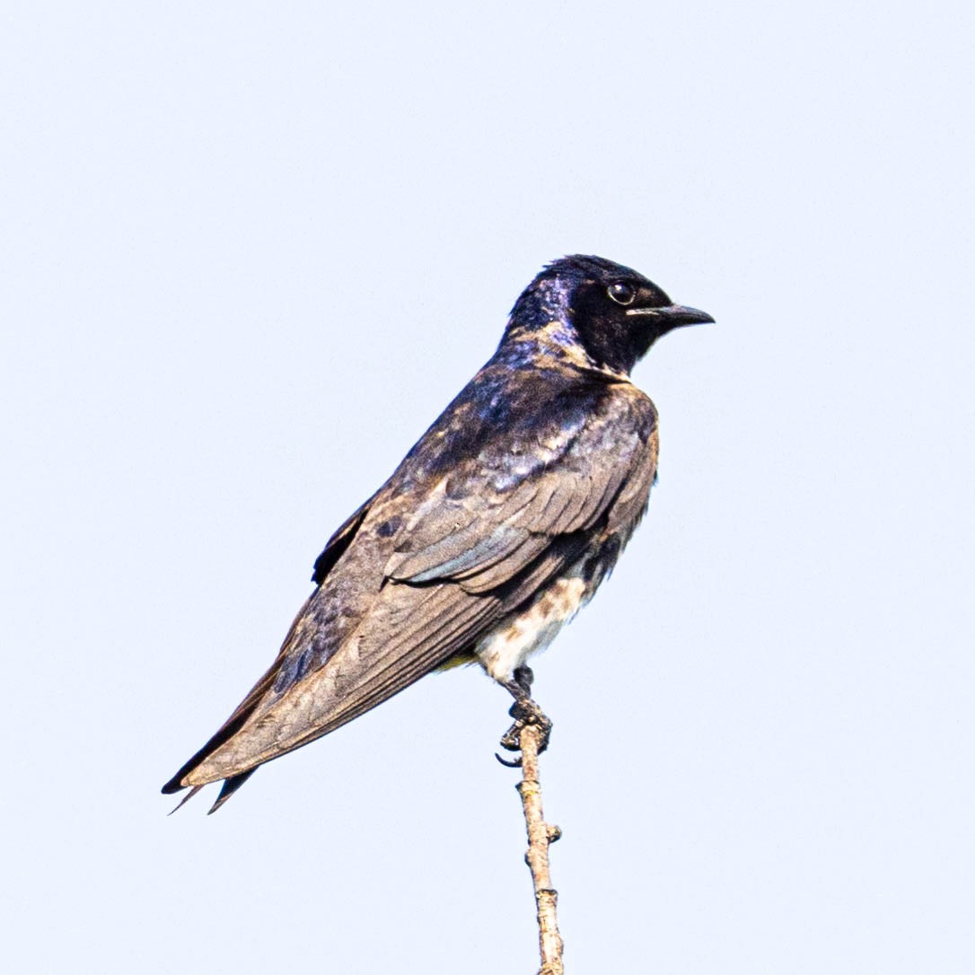 Purple Martin - ML622275853