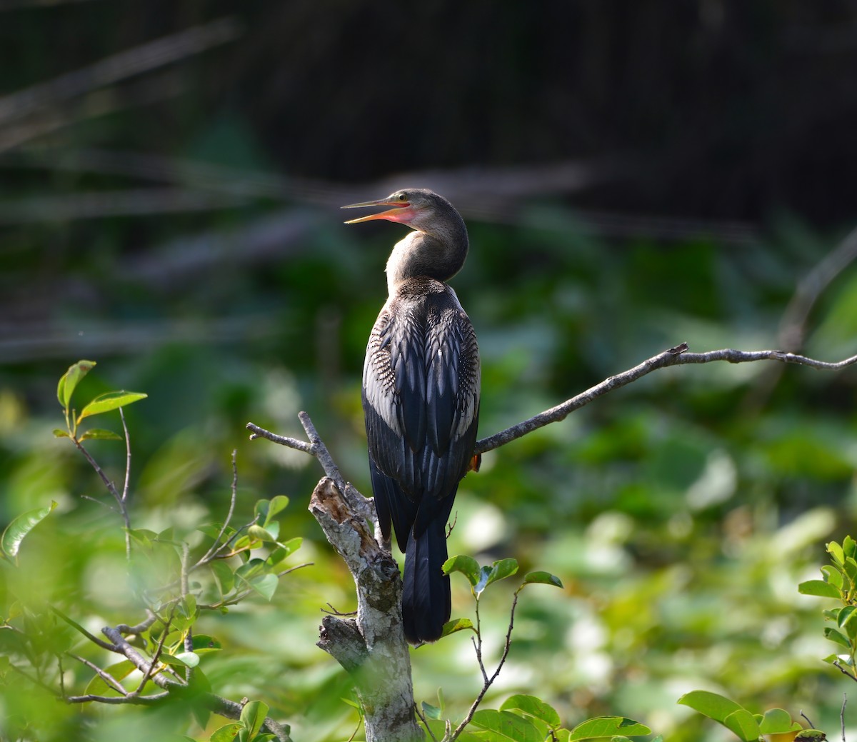 Anhinga - ML622275862