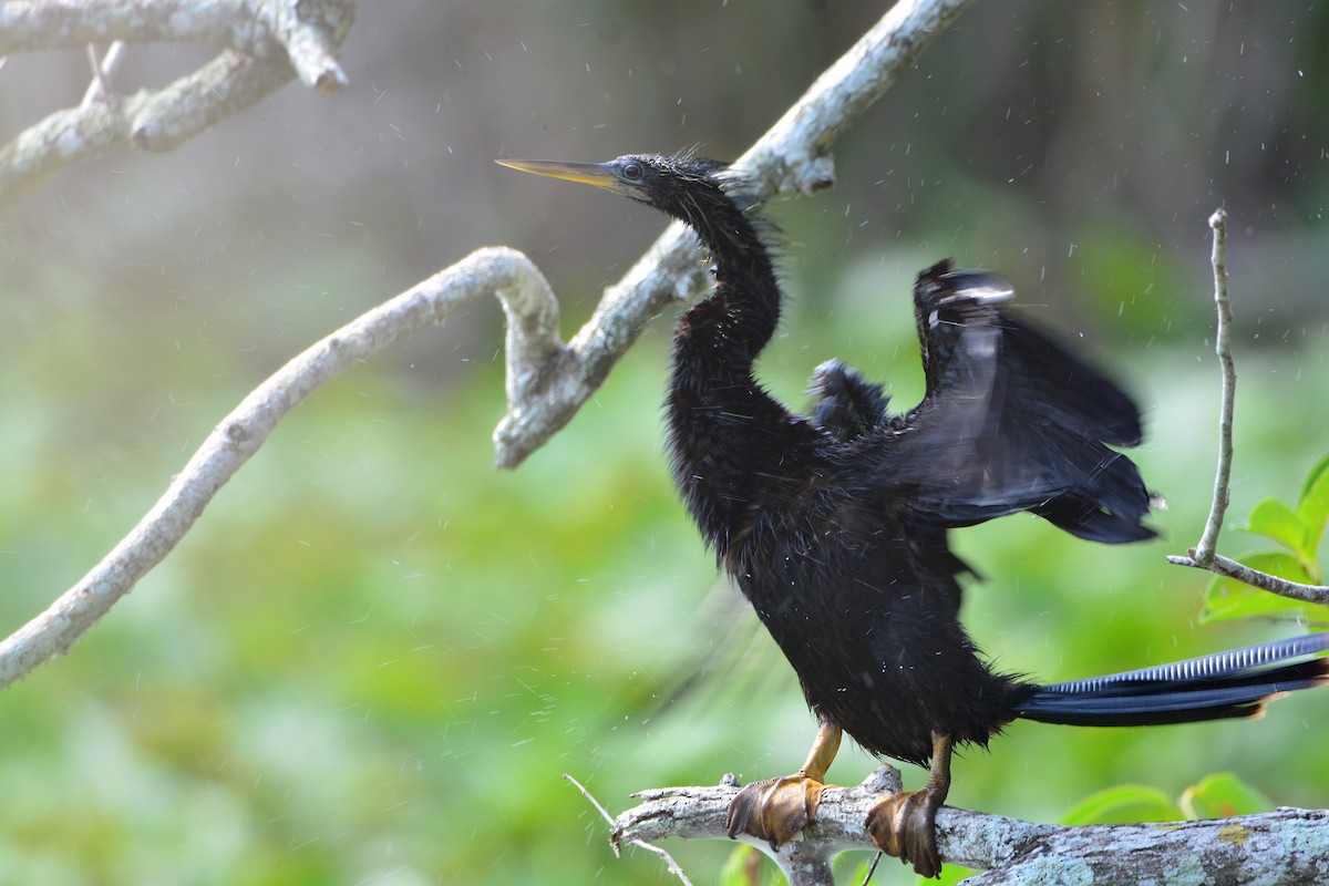 Anhinga - ML622275868