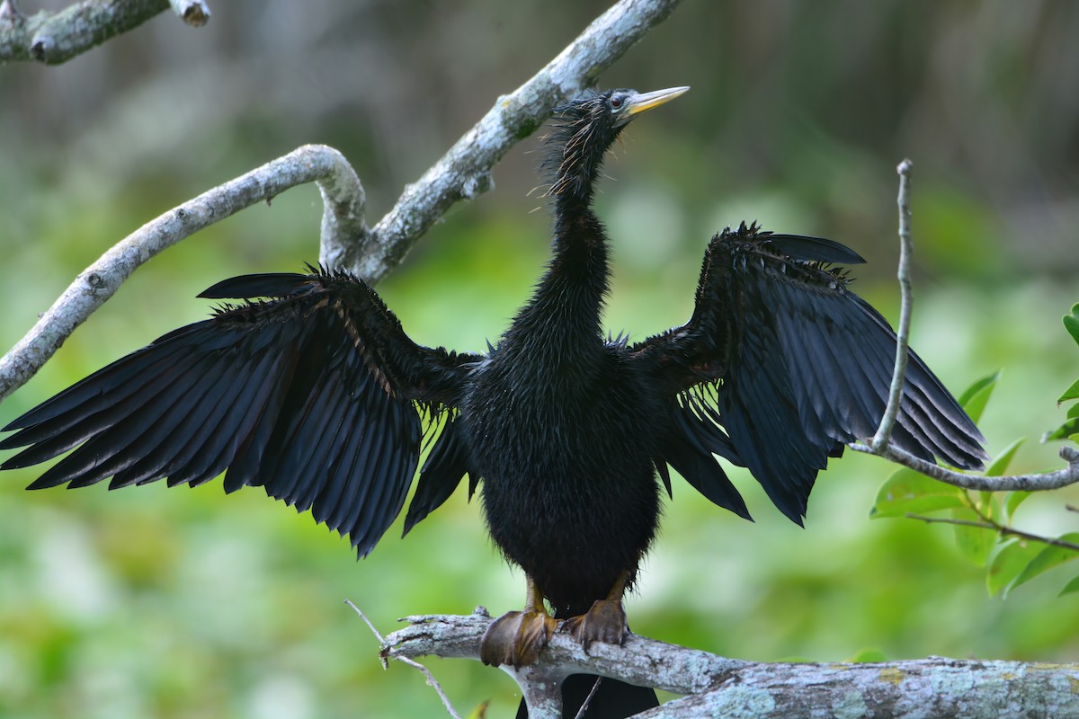 Anhinga - ML622275870