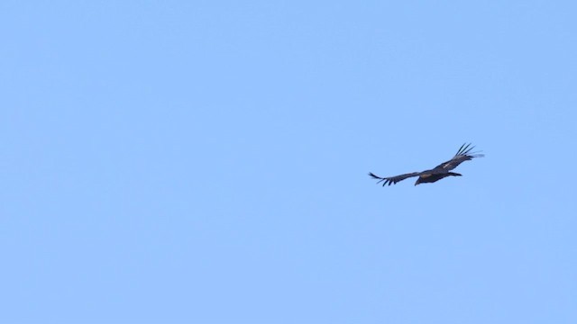 California Condor - ML622276012