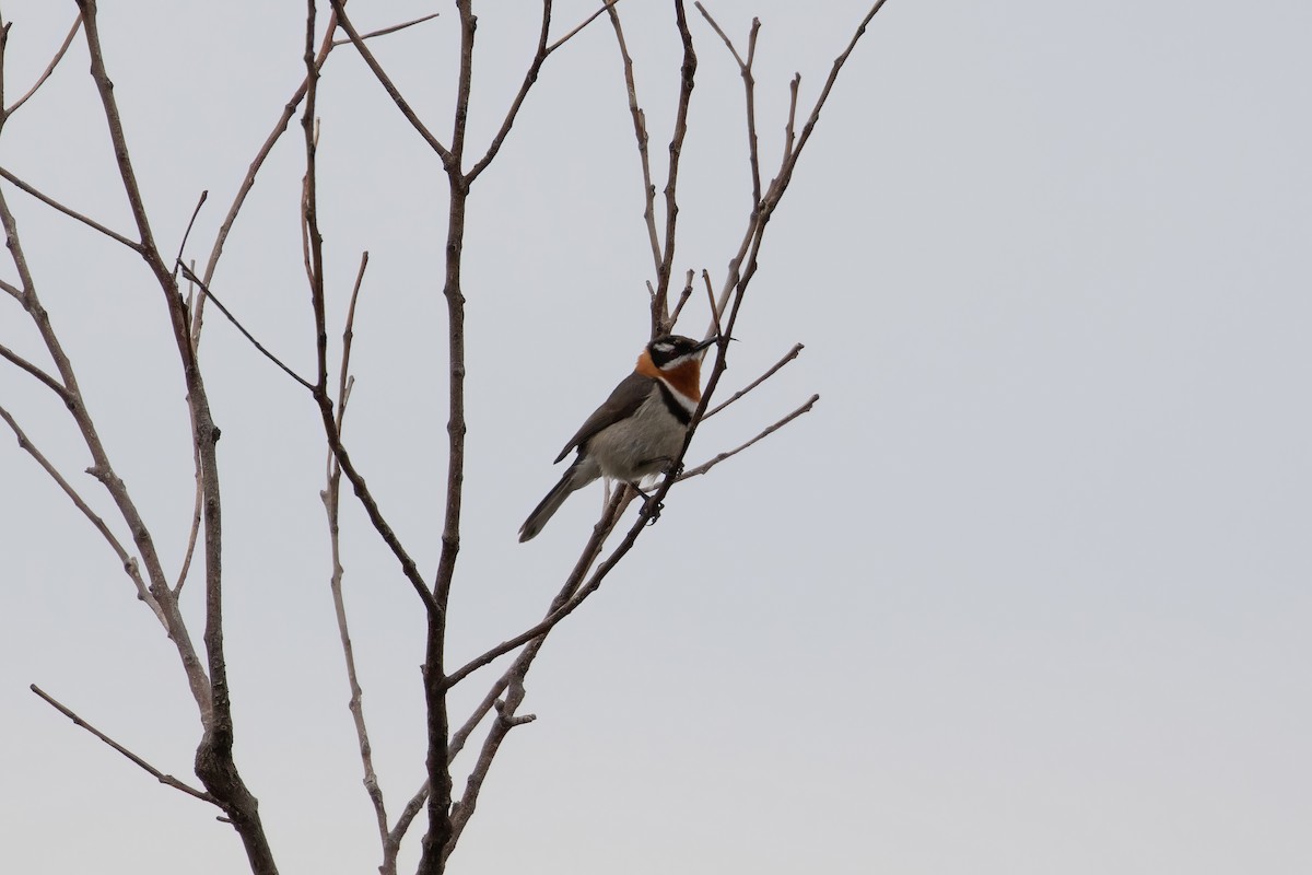 Western Spinebill - ML622276143