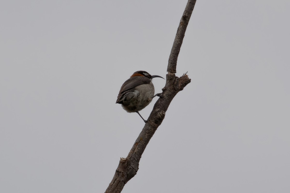 Western Spinebill - ML622276144