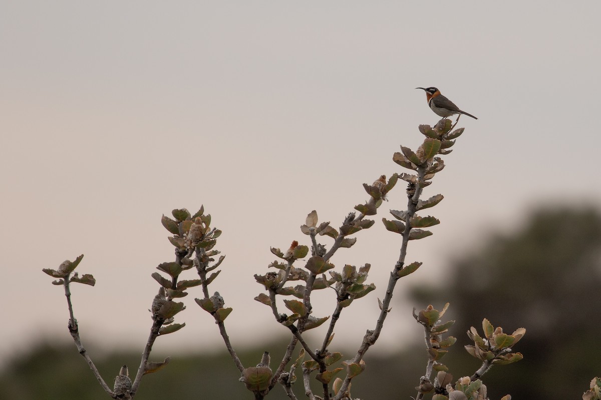 Western Spinebill - ML622276145