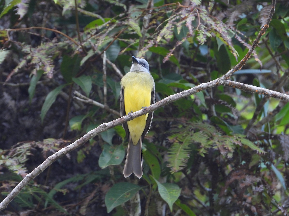 Tropical Kingbird - ML622276170