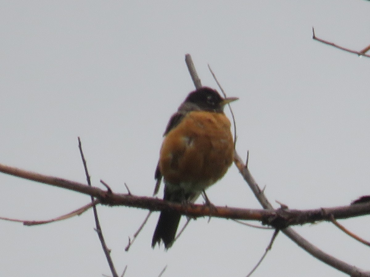 American Robin - ML622276190