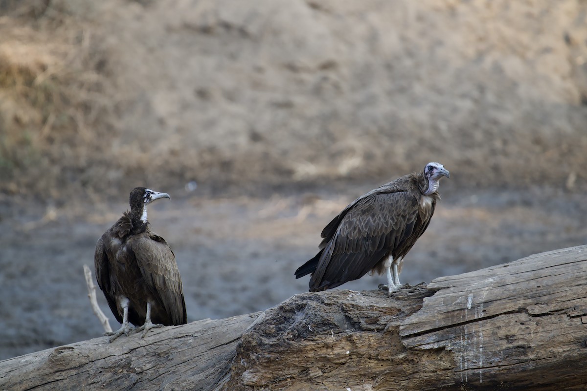 Hooded Vulture - ML622276240