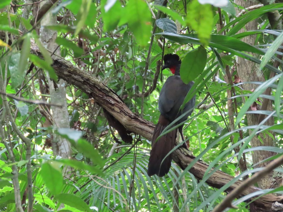 Crested Guan - ML622276285