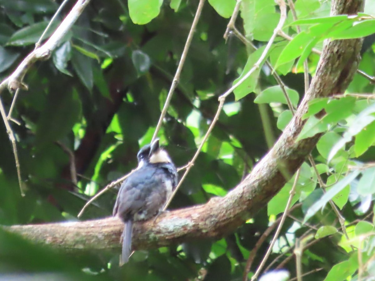 Black-breasted Puffbird - ML622276305