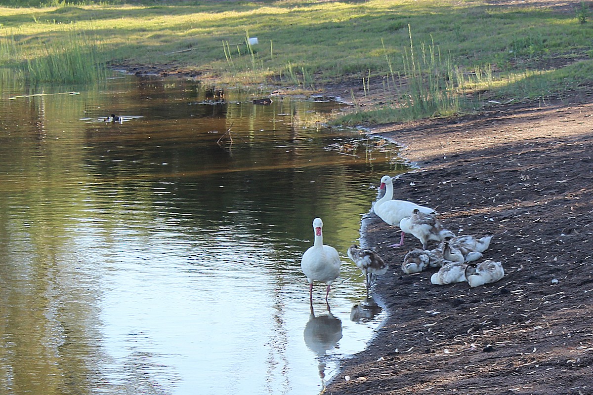 Coscoroba Swan - ML622276319