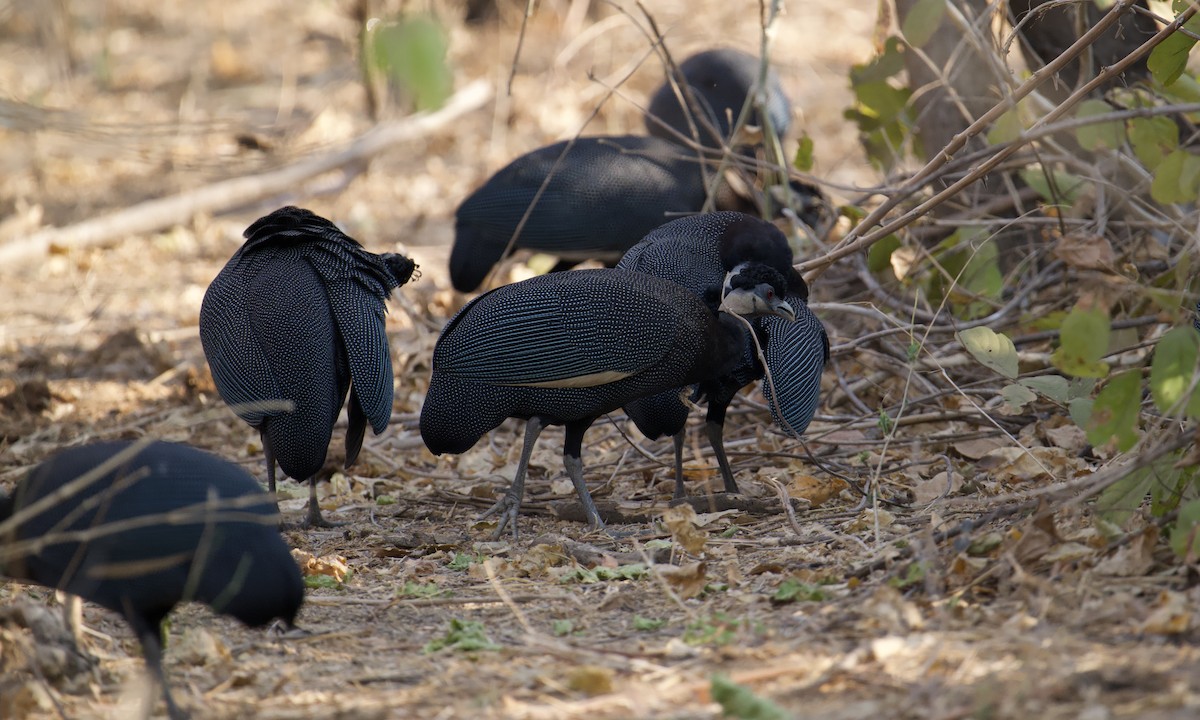 Southern Crested Guineafowl - Anonymous