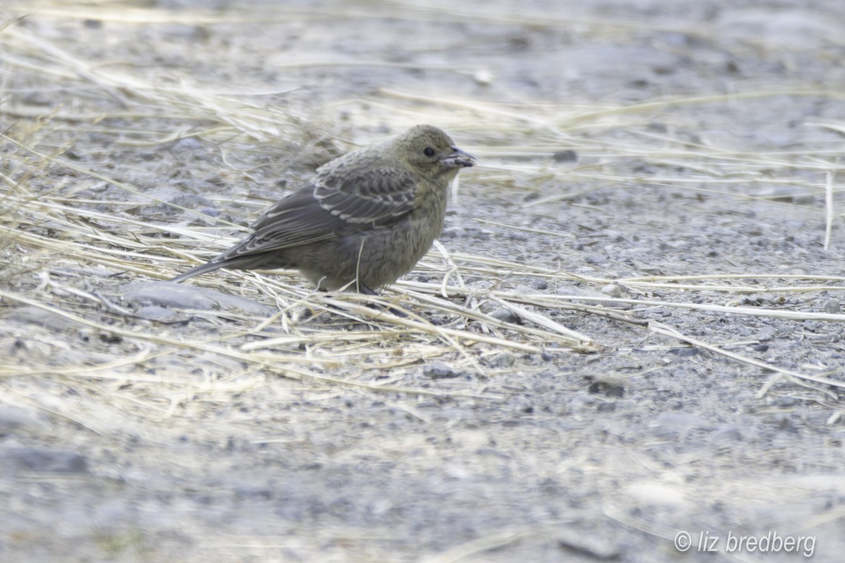 Brown-headed Cowbird - elizabeth bredberg