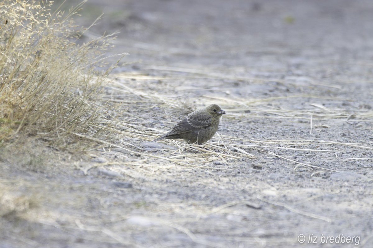 Brown-headed Cowbird - ML622276365