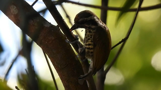 Speckled Piculet - ML622276366