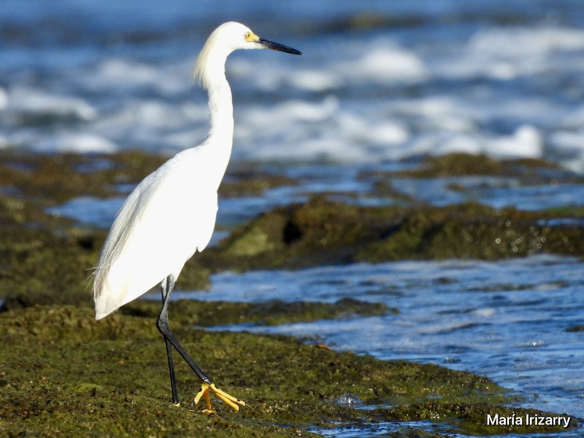 Snowy Egret - ML622276444