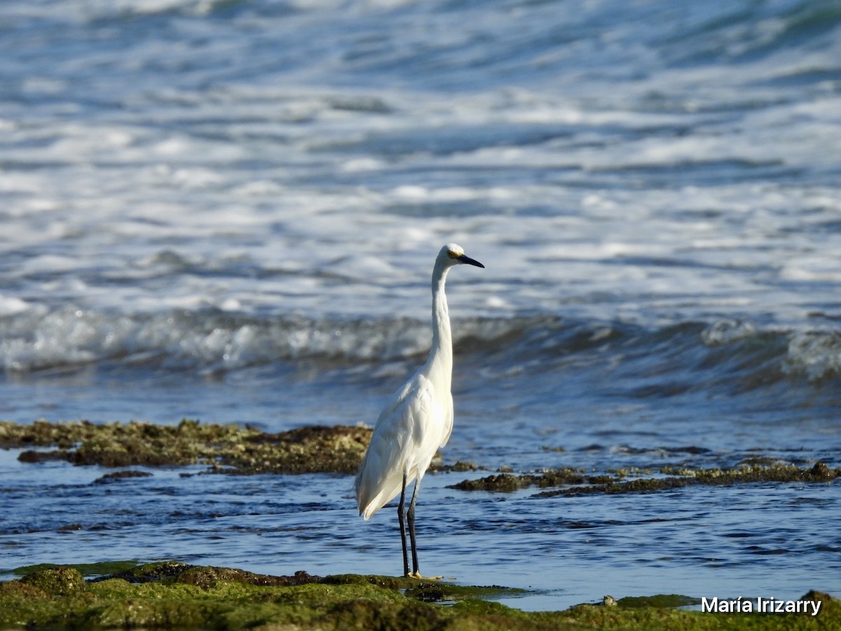 Snowy Egret - ML622276445