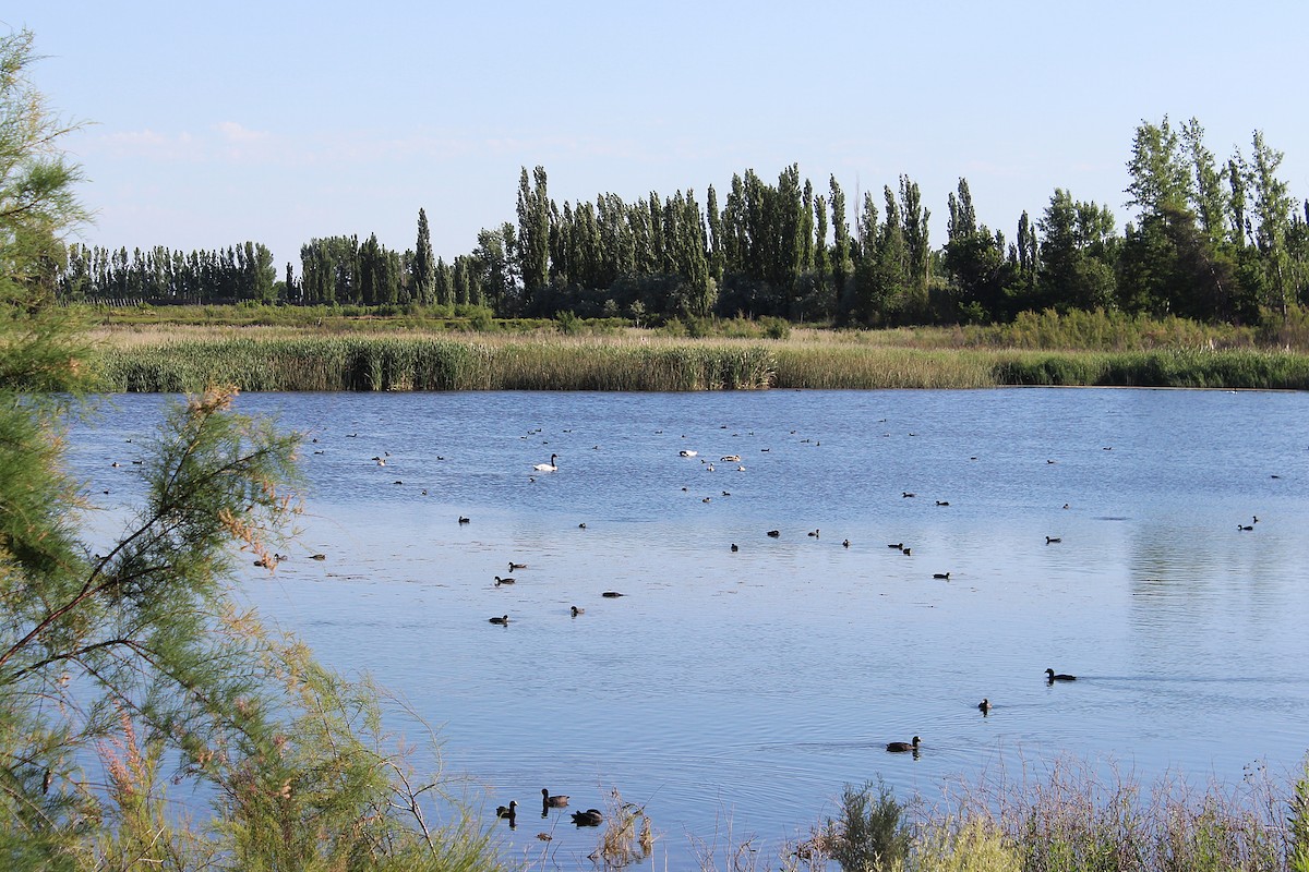 Black-necked Swan - ML622276448