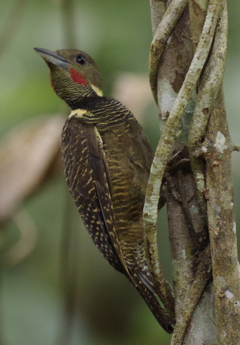 Buff-necked Woodpecker - ML622276457