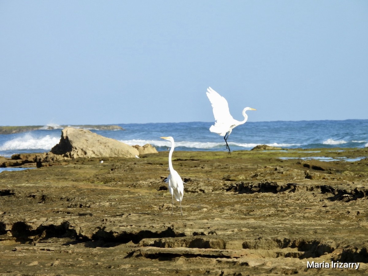 Great Egret - Maria del R Irizarry Gonzalez