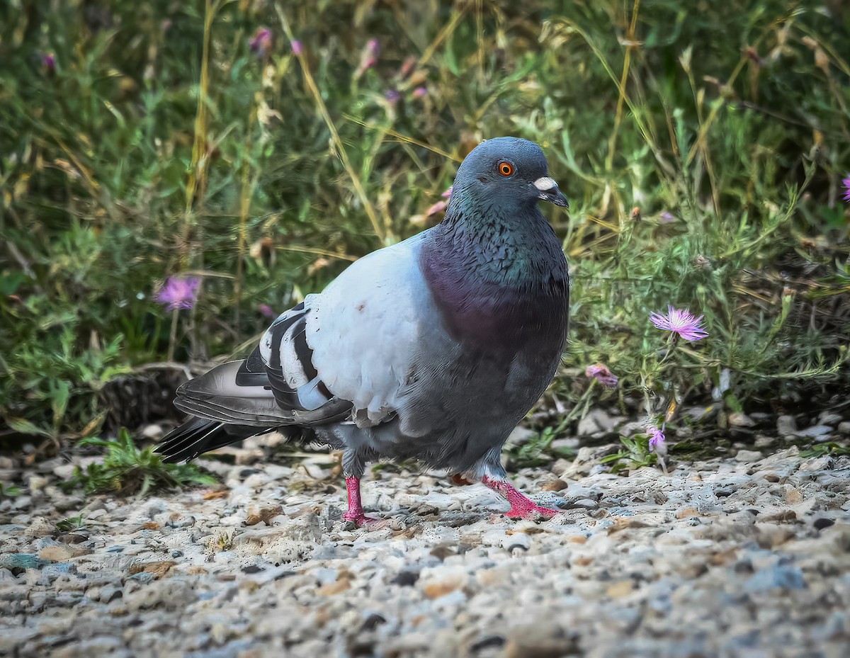 Rock Pigeon (Feral Pigeon) - ML622276467