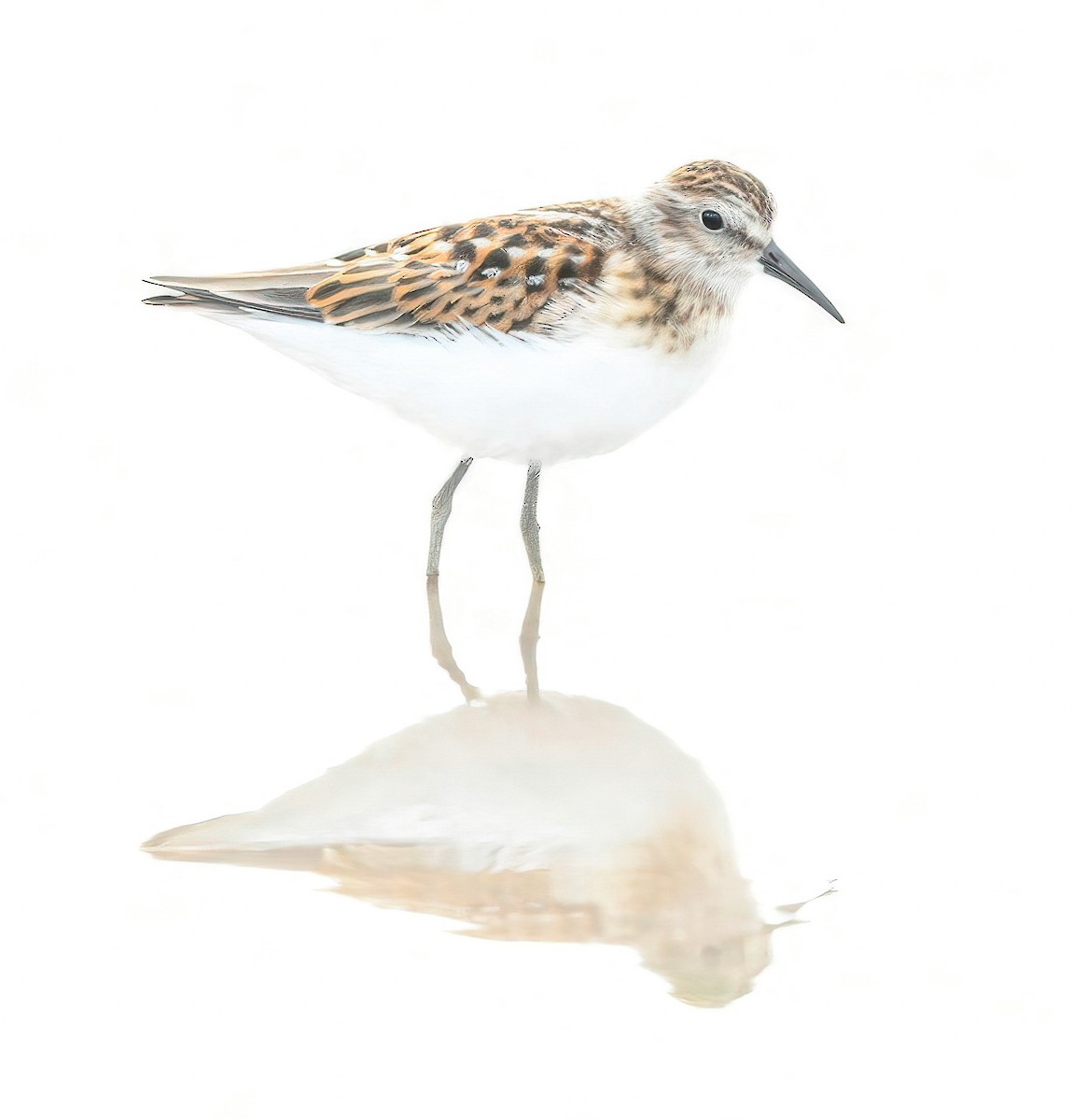 Least Sandpiper - ML622276471