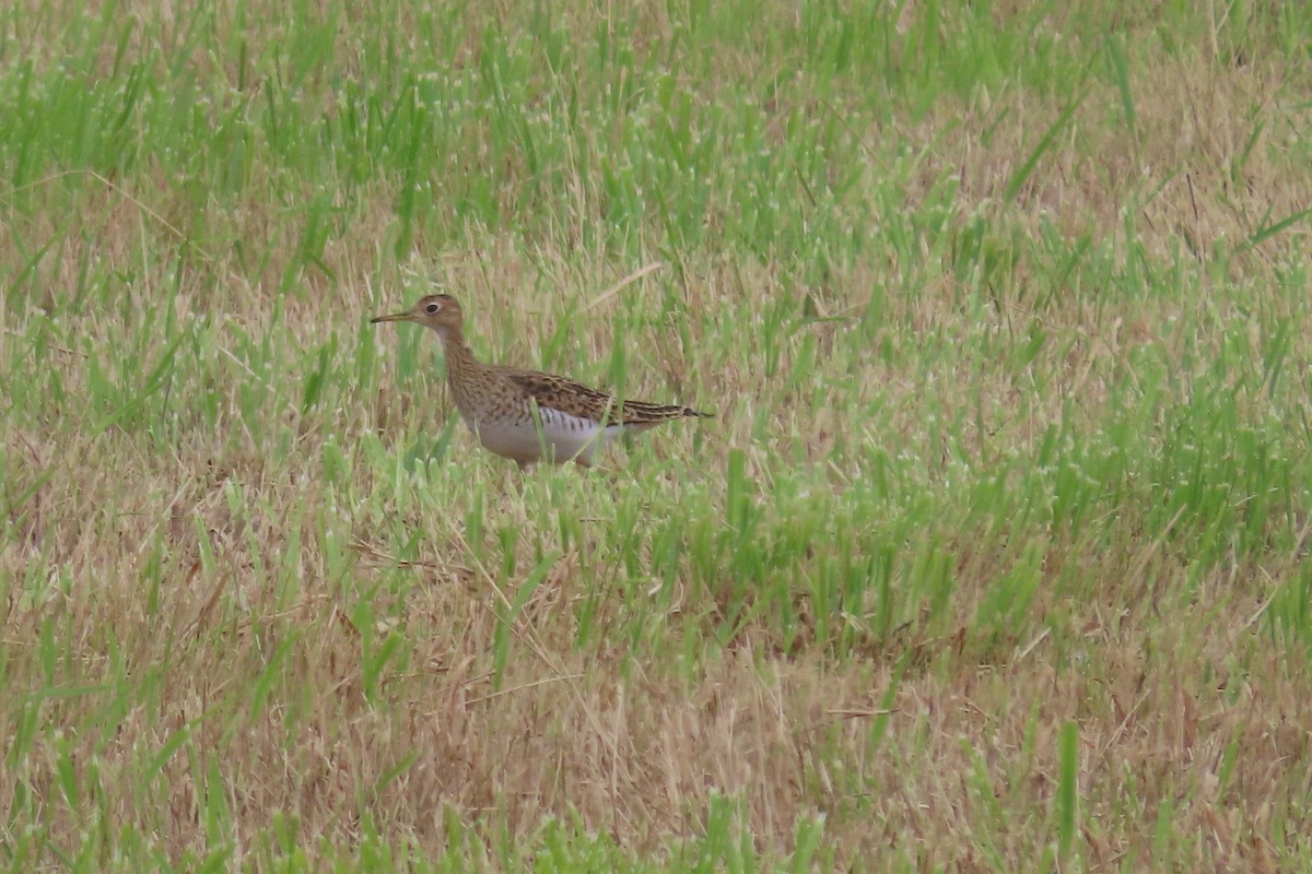 Upland Sandpiper - Catherine Boisseau