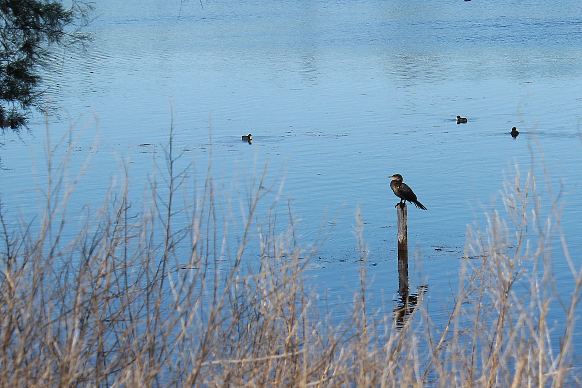 Neotropic Cormorant - ML622276522