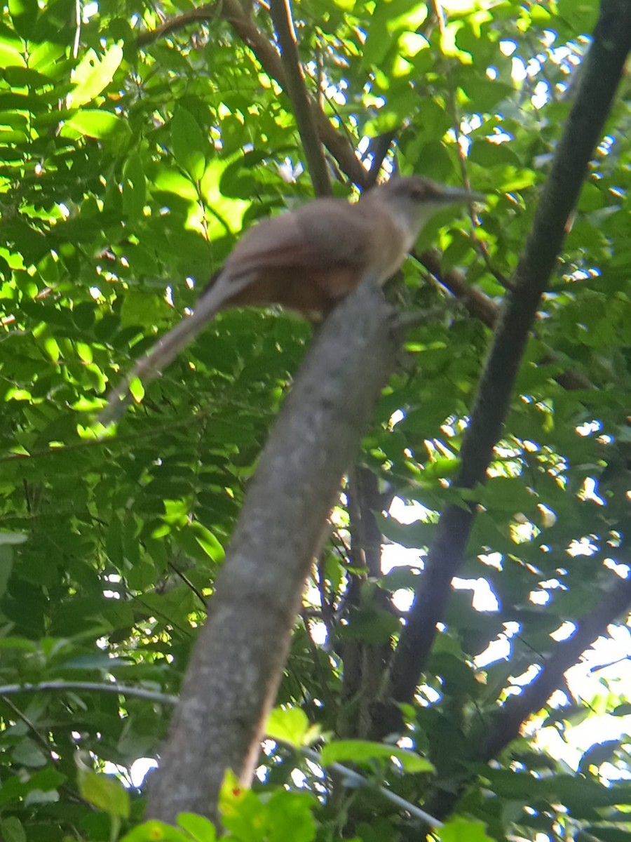 Great Lizard-Cuckoo - ML622276592