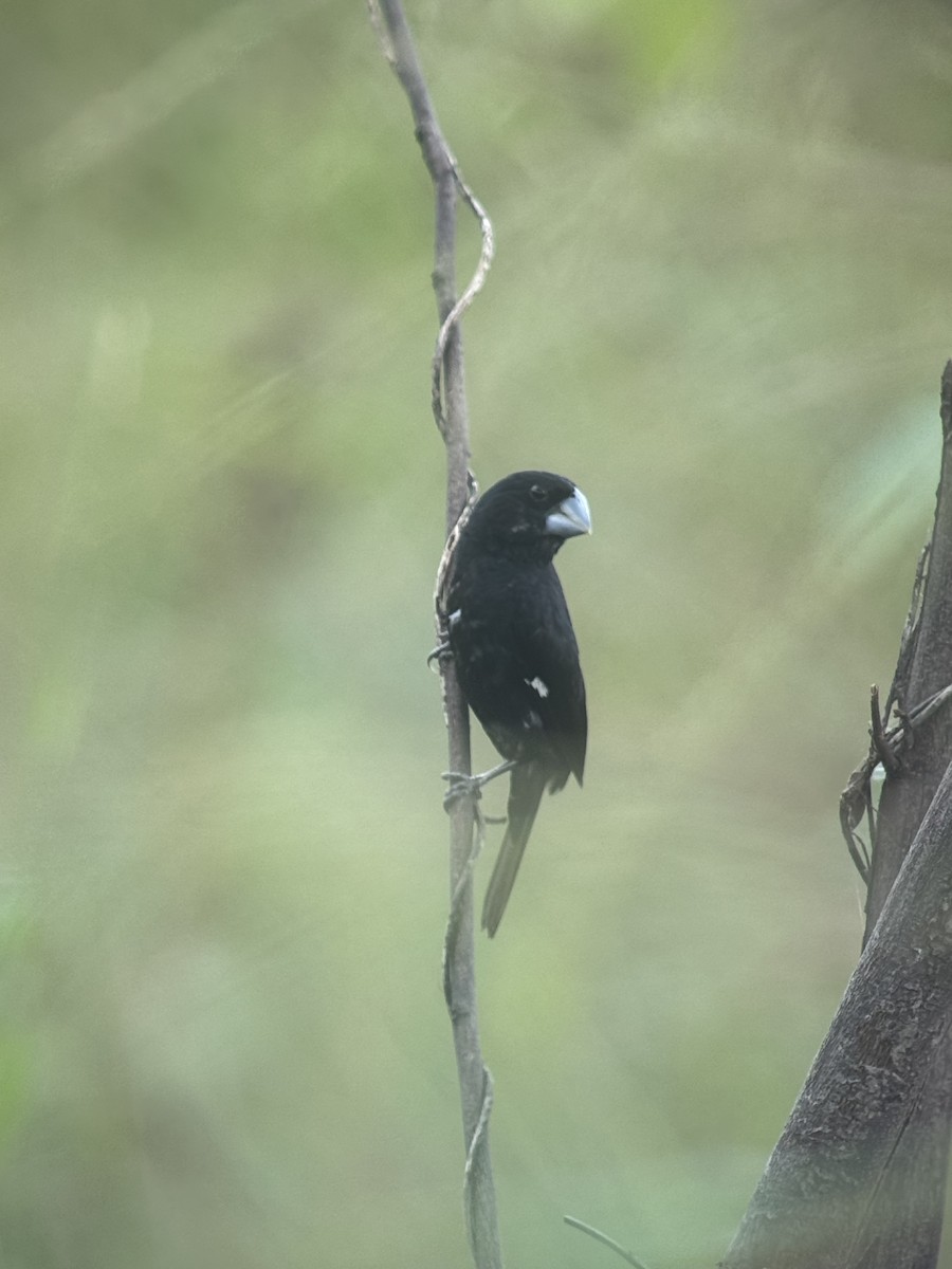 Large-billed Seed-Finch - ML622276649