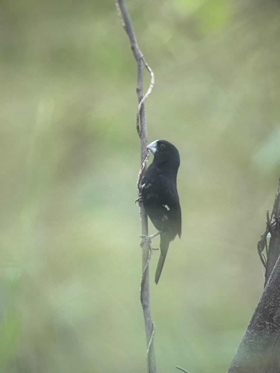 Large-billed Seed-Finch - ML622276650