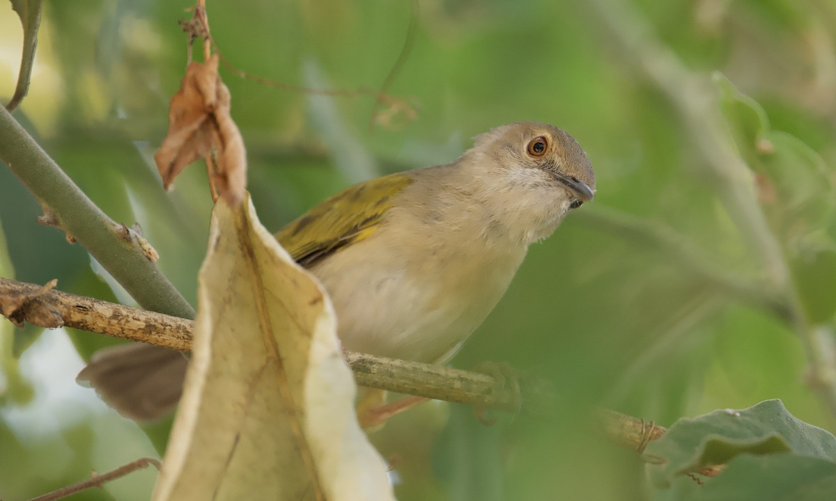 Green-backed Camaroptera - ML622276669