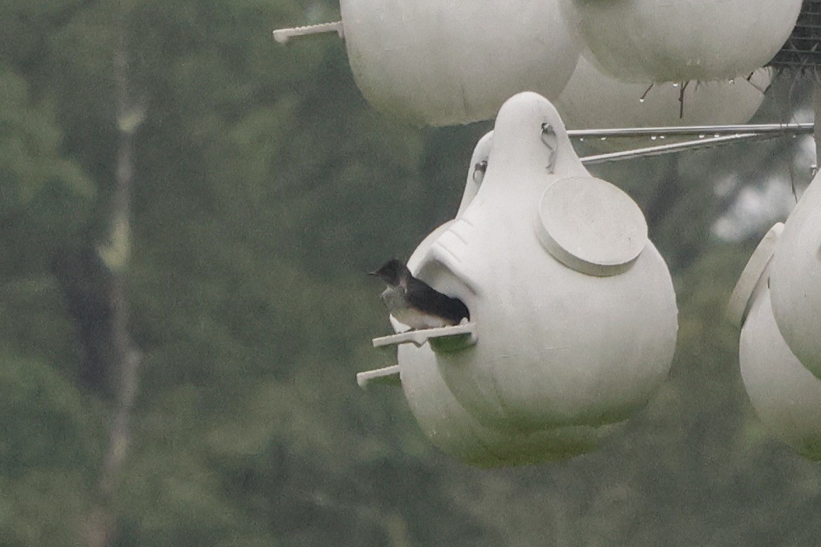 Purple Martin - ML622276694