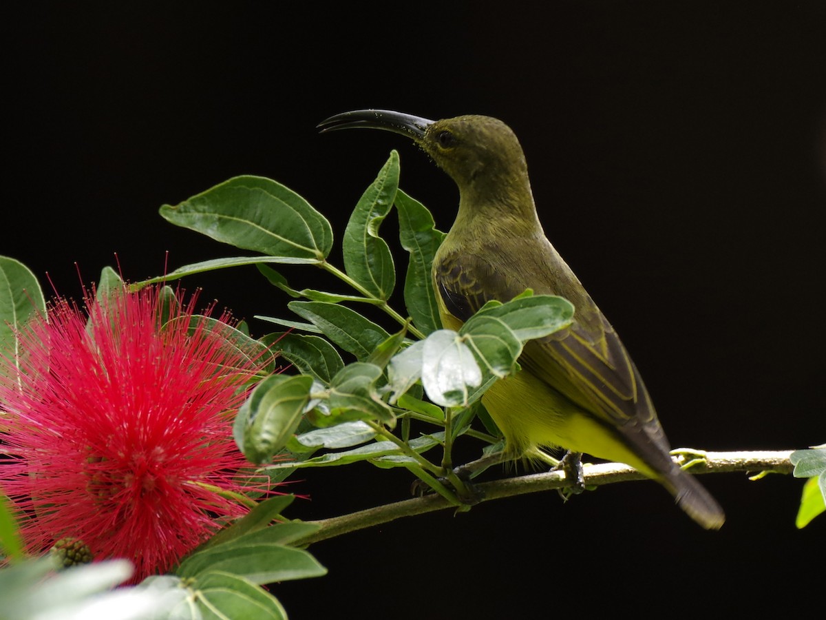 Thick-billed Spiderhunter - ML622276795