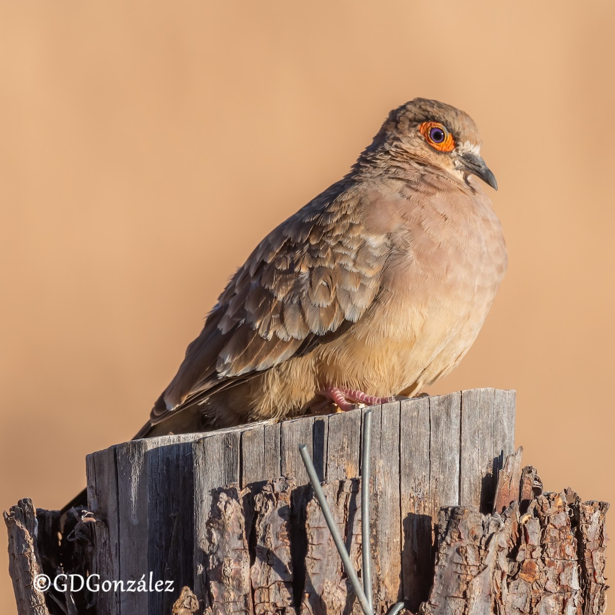 Bare-faced Ground Dove - ML622276990