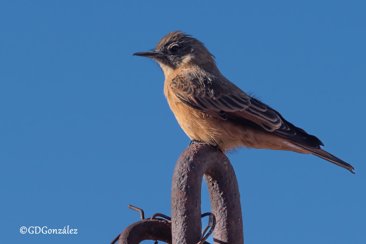 Cliff Flycatcher - ML622276997