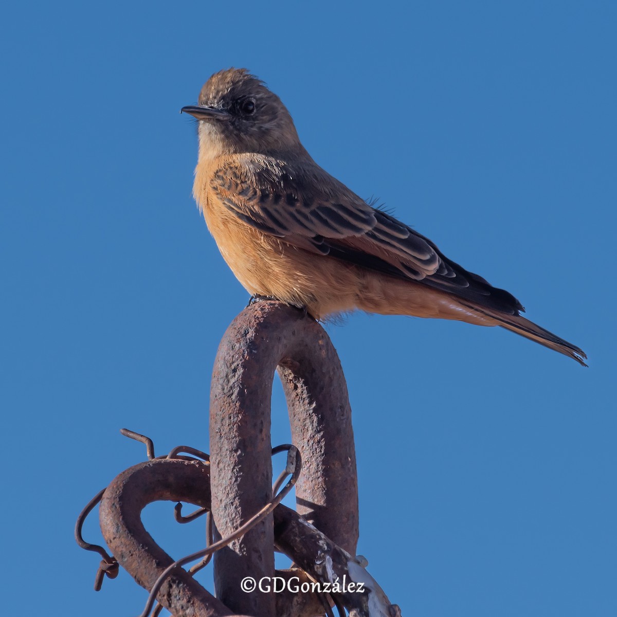 Cliff Flycatcher - ML622276998