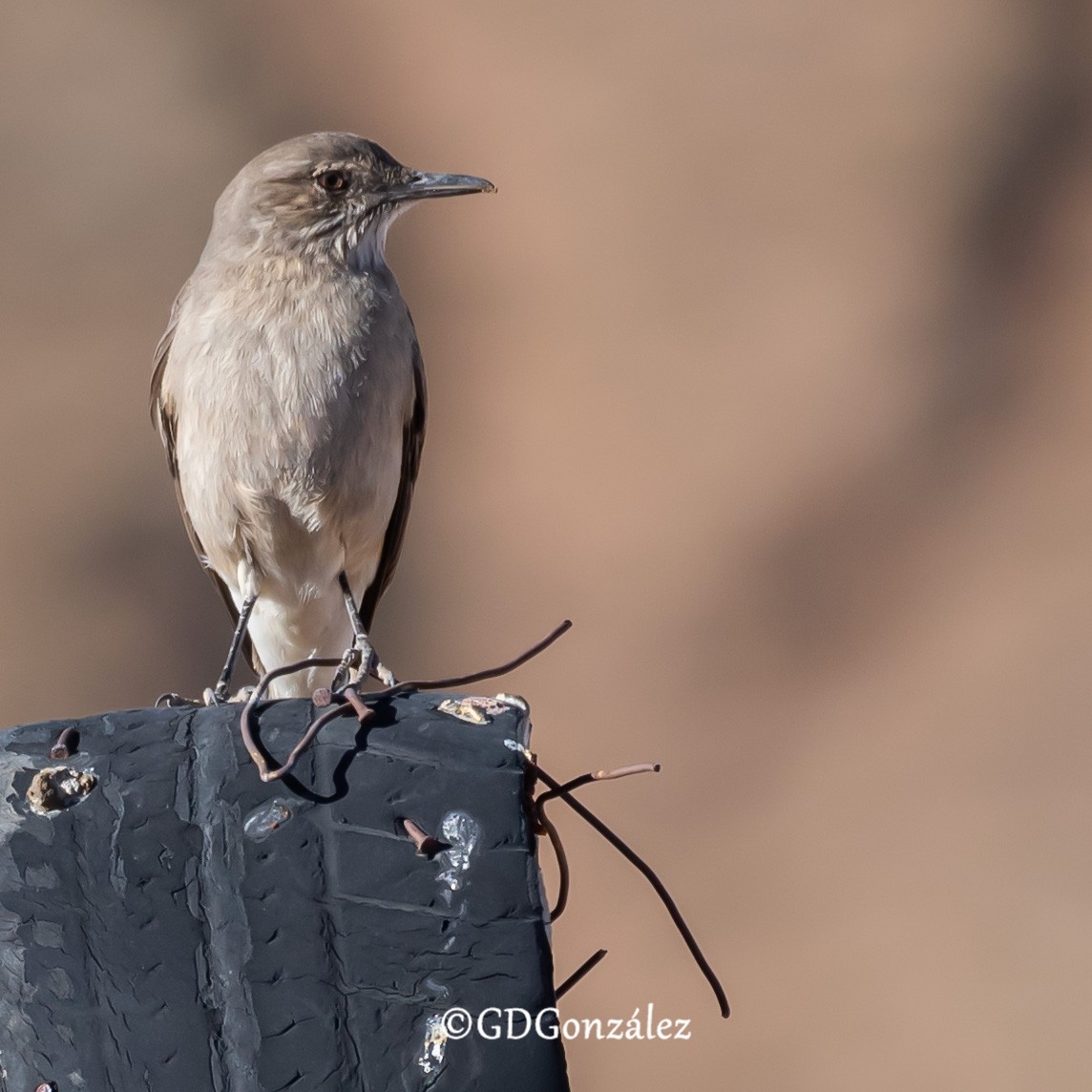 Black-billed Shrike-Tyrant - ML622277003