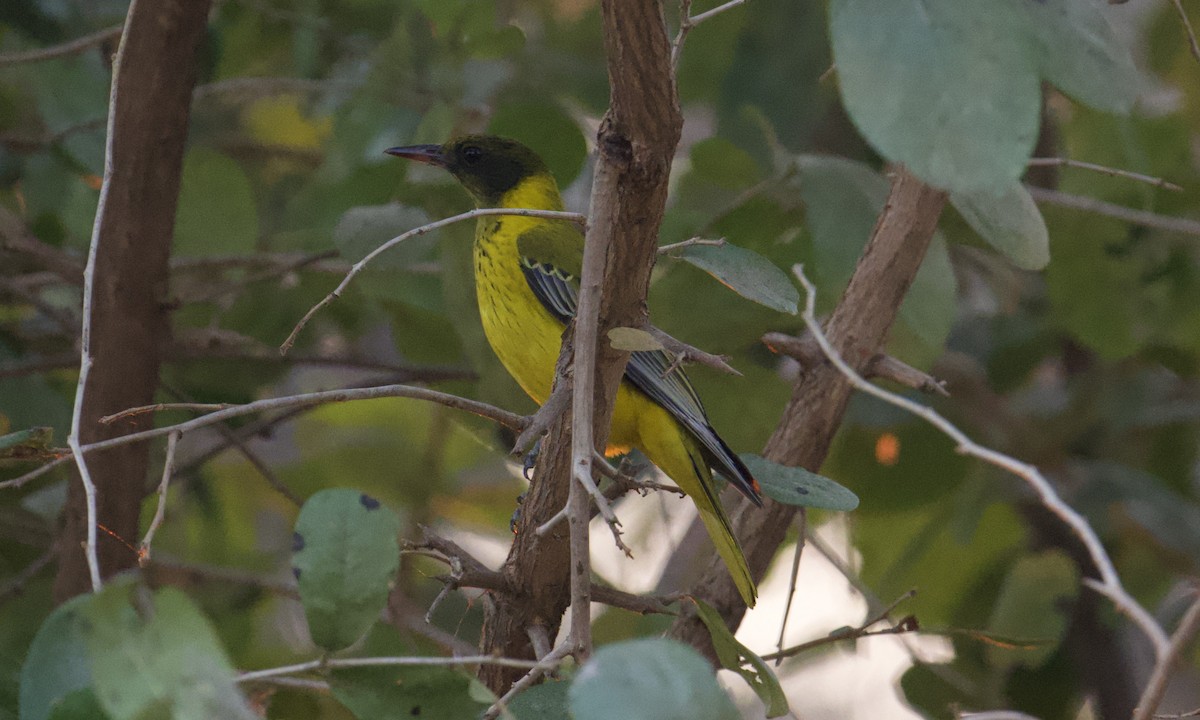 African Black-headed Oriole - ML622277015