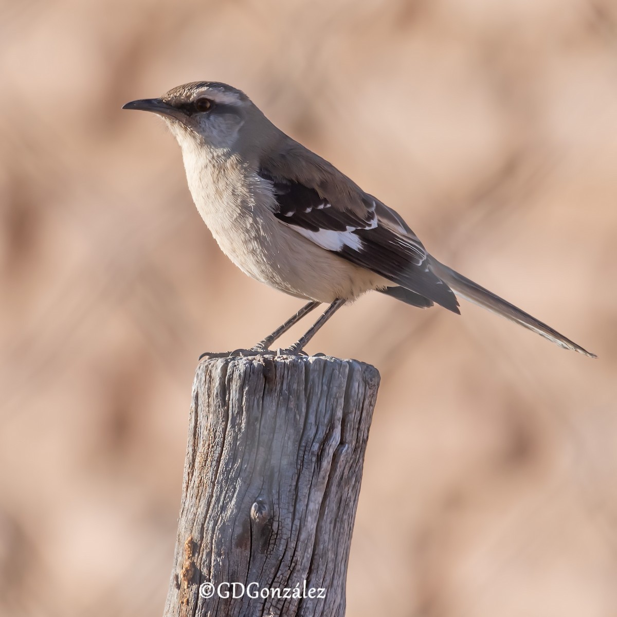 Brown-backed Mockingbird - ML622277017