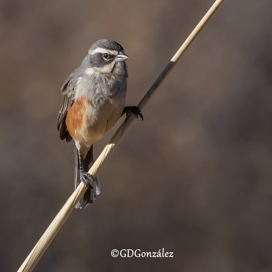 Rufous-sided Warbling Finch - ML622277018