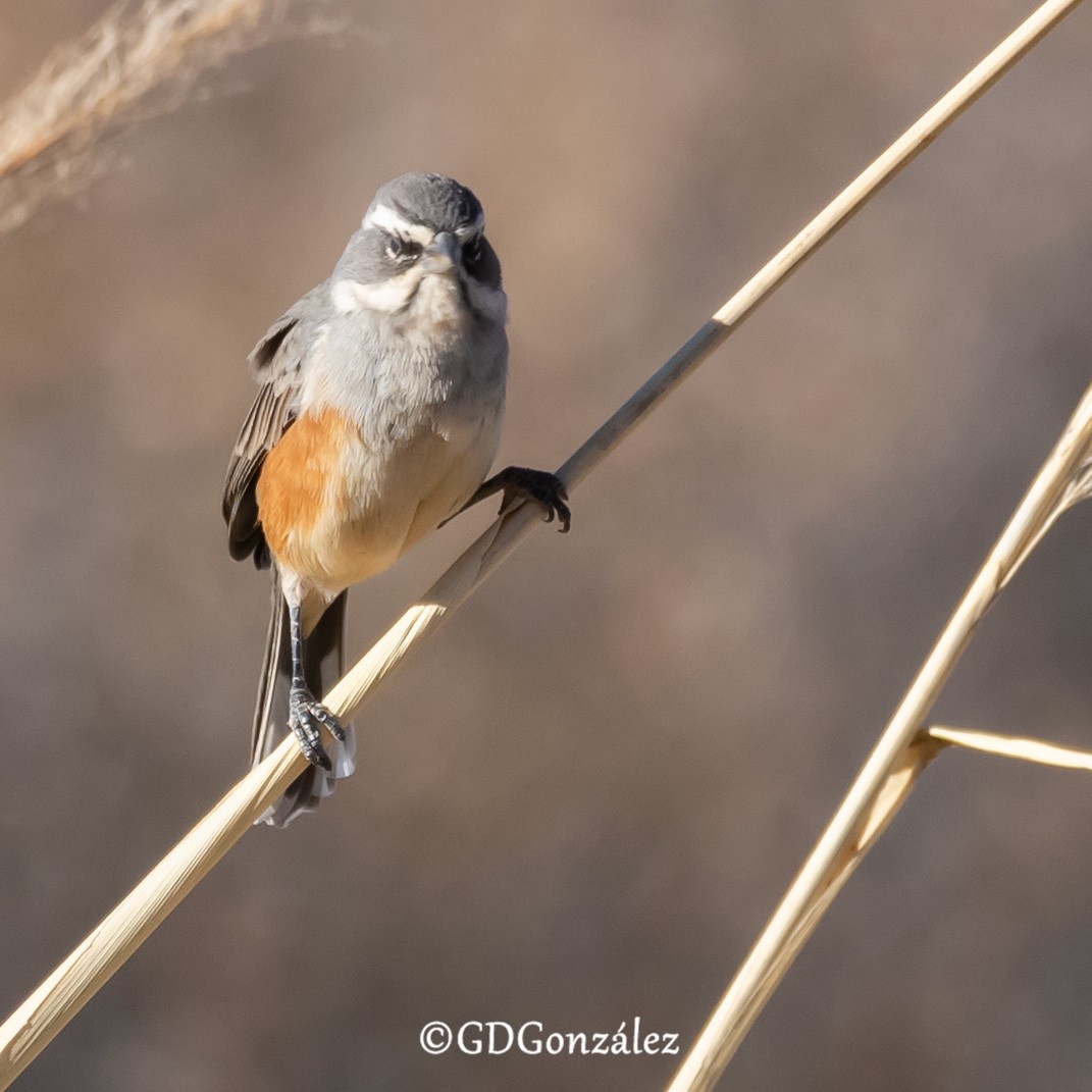 Rufous-sided Warbling Finch - ML622277020