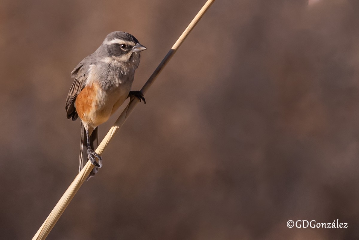 Rufous-sided Warbling Finch - ML622277021