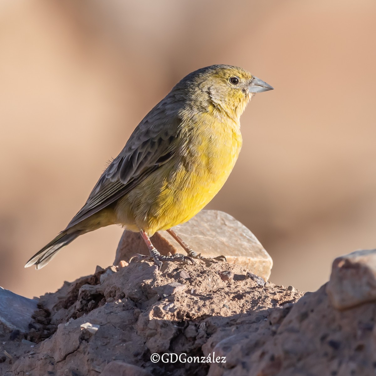 Greenish Yellow-Finch - ML622277034