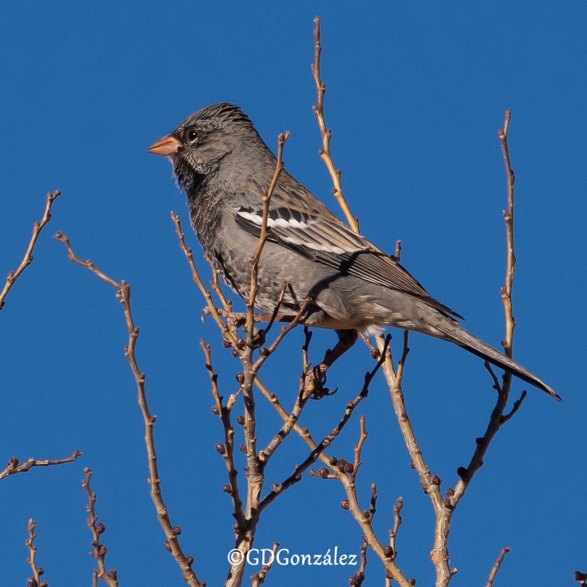 Mourning Sierra Finch - ML622277049