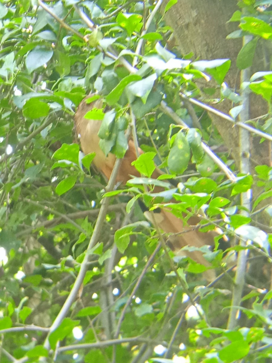 Great Lizard-Cuckoo - ML622277090