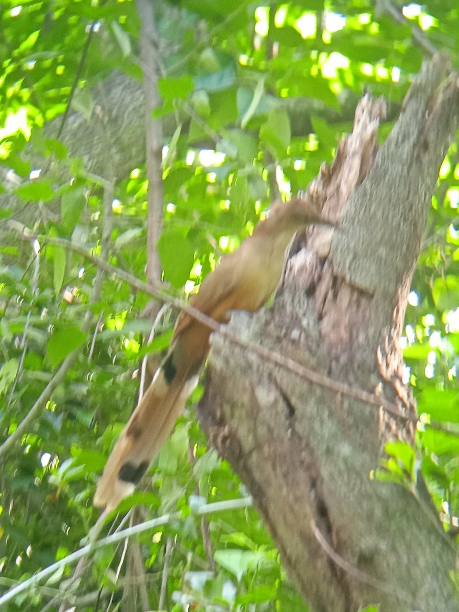 Great Lizard-Cuckoo - ML622277091