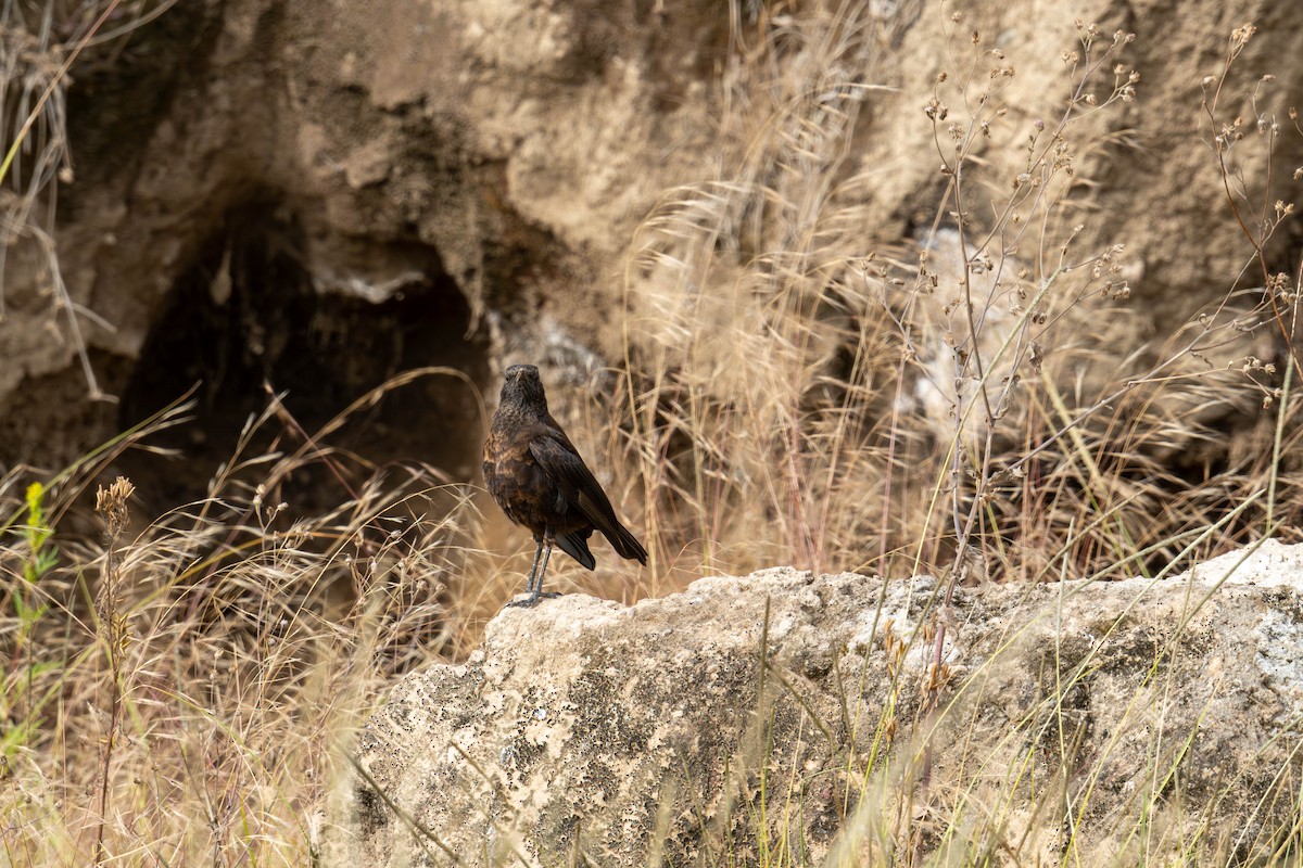 Northern Anteater-Chat - ML622277169