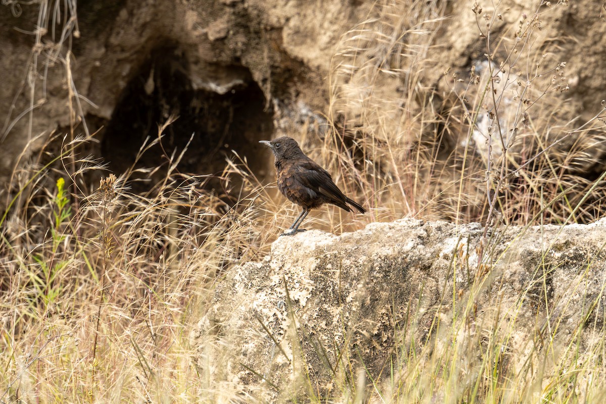 Northern Anteater-Chat - ML622277170