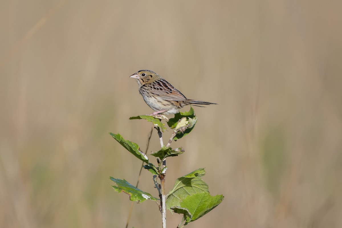 Henslow's Sparrow - ML622277216